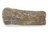 Cretaceous Fossil Turtle Flipper Bone - Texas #316367-1